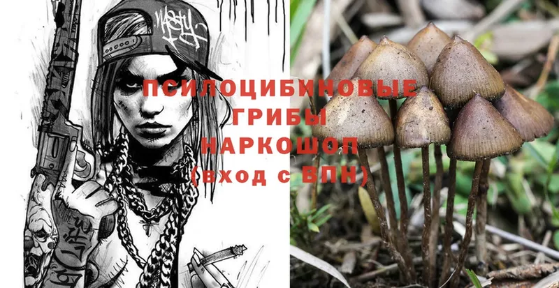 Галлюциногенные грибы Psilocybine cubensis  Боровск 